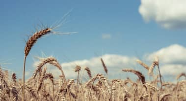 Wheat price forecast as the relentless sell-off gains steam