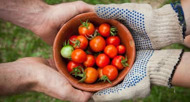 Edible Garden stock nearly doubles on Q1 earnings report
