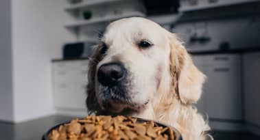Chewy stock analysis: technicals point to a 30% upside