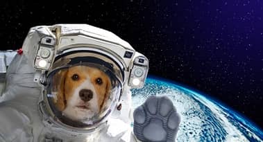 DOG•GO•TO•THE•MOON (DOG) jumps 240% to a new all-time high