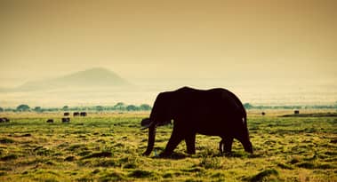 Kenia wird im Juli 533 Millionen Dollar für den Schuldendienst ausgeben