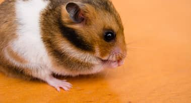 Hamster Kombat’s HMSTR token to debut in OKX pre-market futures trading