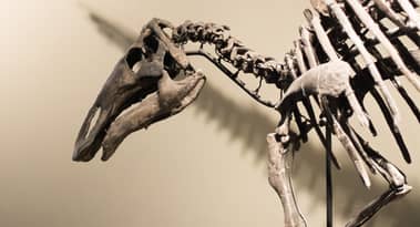 Ken Griffin's $44.6 million stegosaurus skeleton acquisition sets auction record