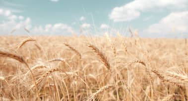 SovEcon lowers Russian wheat export forecast amid slow shipments and poor margins