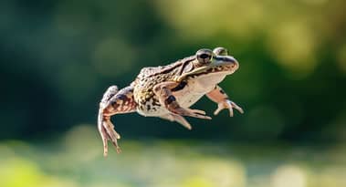 HOPPY and TRUBO top meme coin gainers as market recovers