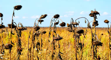 Romanian heatwave triggers severe drought, wipes out 90% of sunflower, corn yields