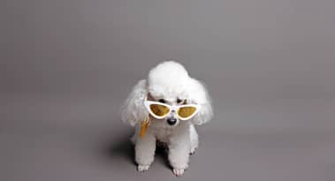 Poodlana prepares for a comeback as Dogecoin, Shiba Inu rise