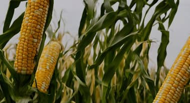 Why have hedge funds raised CBOT corn bets to a two-year high?