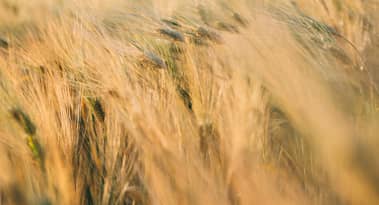 Egypt’s record wheat purchase fuels EU-Russia market competition