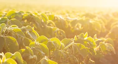 China’s soybean crush margins hit 2-month high as US crop supply grows
