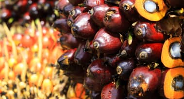 Palm oil no longer the world’s cheapest edible oil amid rising costs