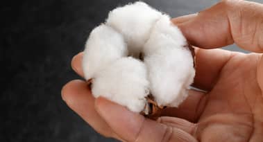Fast fashion giants H&M and Inditex invest in sustainable lab-grown cotton with Galy