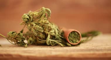 Czech Republic considers full cannabis legalization with potential $2.4 billion economic boost