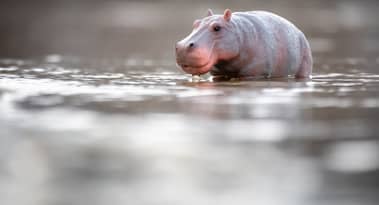Moo Deng memecoin skyrockets to $100 million as hippo meme captures global attention