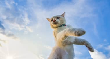 Kucoin and ByBit listings send CATS price skyrocketing