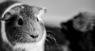 Hamster Kombat (HMSTR) down over 76% since launch as users shift to Paws