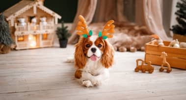 Why are sales of seasonal pet products in the UK soaring this Christmas?