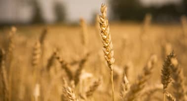 Wheat prices plunge as strong dollar and oversupply concerns loom