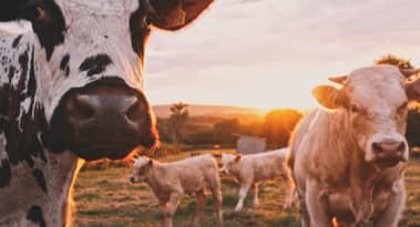 Cargill to cut 5% of workforce as profit targets fall short amid low crop prices