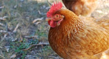 Traws Pharma stock soars 200% on encouraging bird flu drug data