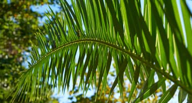 What Indonesia’s B40 biodiesel delay means for palm oil traders