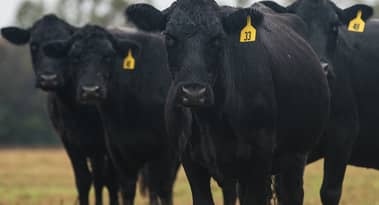 Why are speculators betting big on US corn and cattle markets?