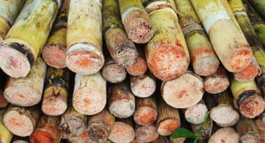 Why Indian traders are struggling to secure sugar export contracts