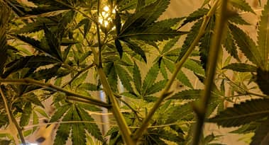 High risks, high rewards: the economics of illegal cannabis farming in India's Odisha