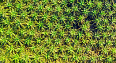 Why Indonesia transferred illegal palm plantations to state-owned Agrinas?