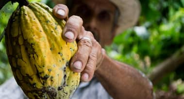 Why cocoa price volatility may persist despite surplus forecast