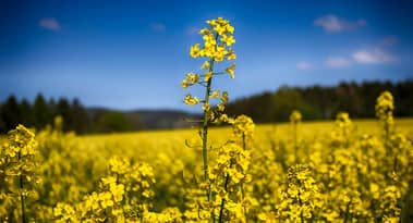 Why are Chinese rapeseed meal and oil prices surging?