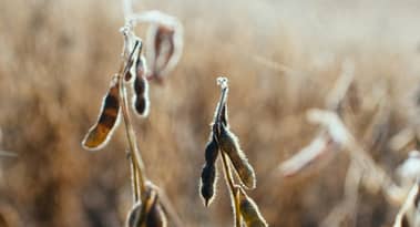 Argentina’s soybean sales plunge to decade low due to currency fears