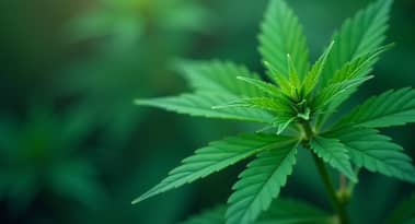 Pronóstico del precio de las acciones de Tilray mientras enfrenta grandes vientos en contra