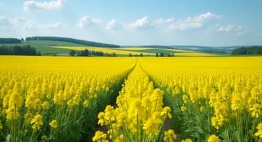 Canadian canola shipments restart to China, posing challenge to Australian exports