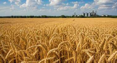 Here’s why wheat prices are soaring this year