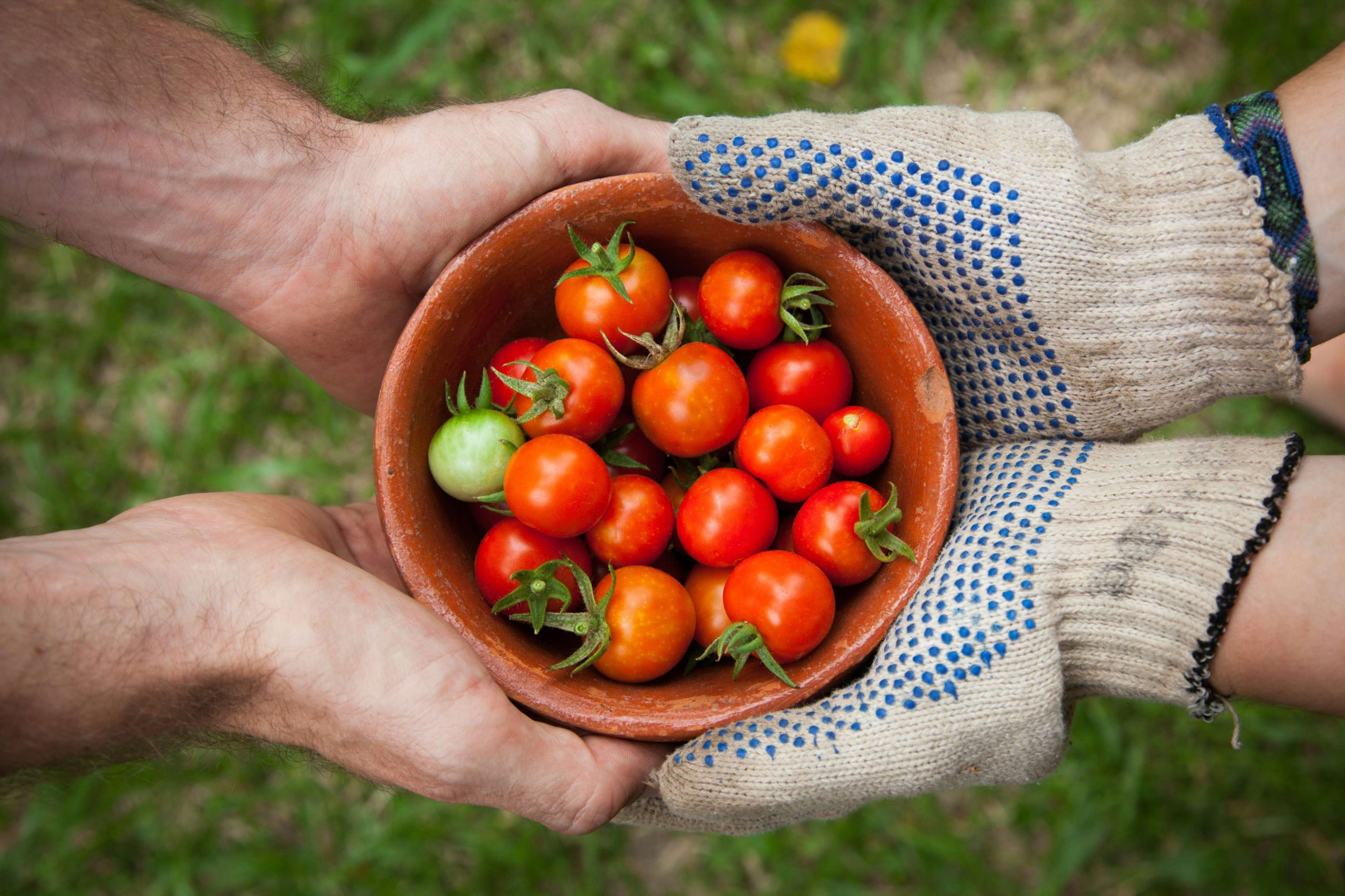 edible garden stock rallies on q1 earnings report